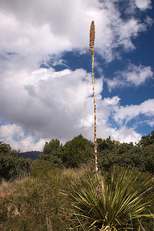 27_Big Bend National Park_14.jpg